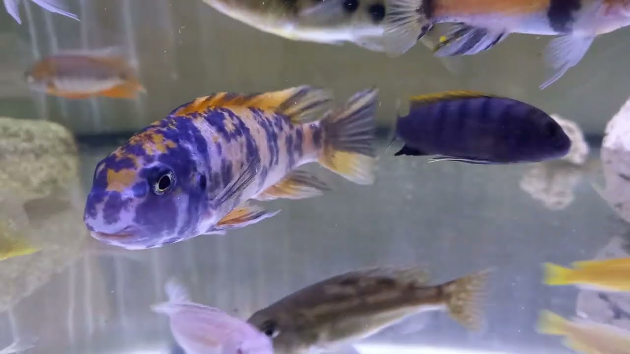Labeotropheus trewavasae thumbi west mc macho - acuario cíclidos Labeotropheus trewavasae thumbi west mc macho - acuario cíclidos