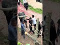 Ancient Ritual: Securing a Bull for a Ceremony