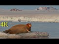 Bartrobben auf Spitzbergen  -- Bearded Seals on Svalbard