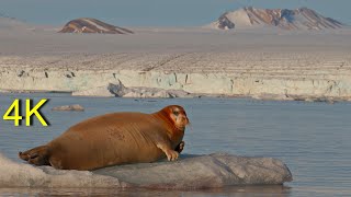 Bartrobben Auf Spitzbergen   Bearded Seals On Svalbard