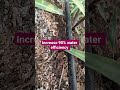 #agriculture #farmer #kisan #irrigation #drip #viral #sugarcane