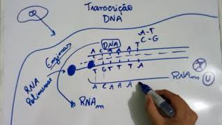 Transcrição do DNA - Explicação Detalhada Resimi