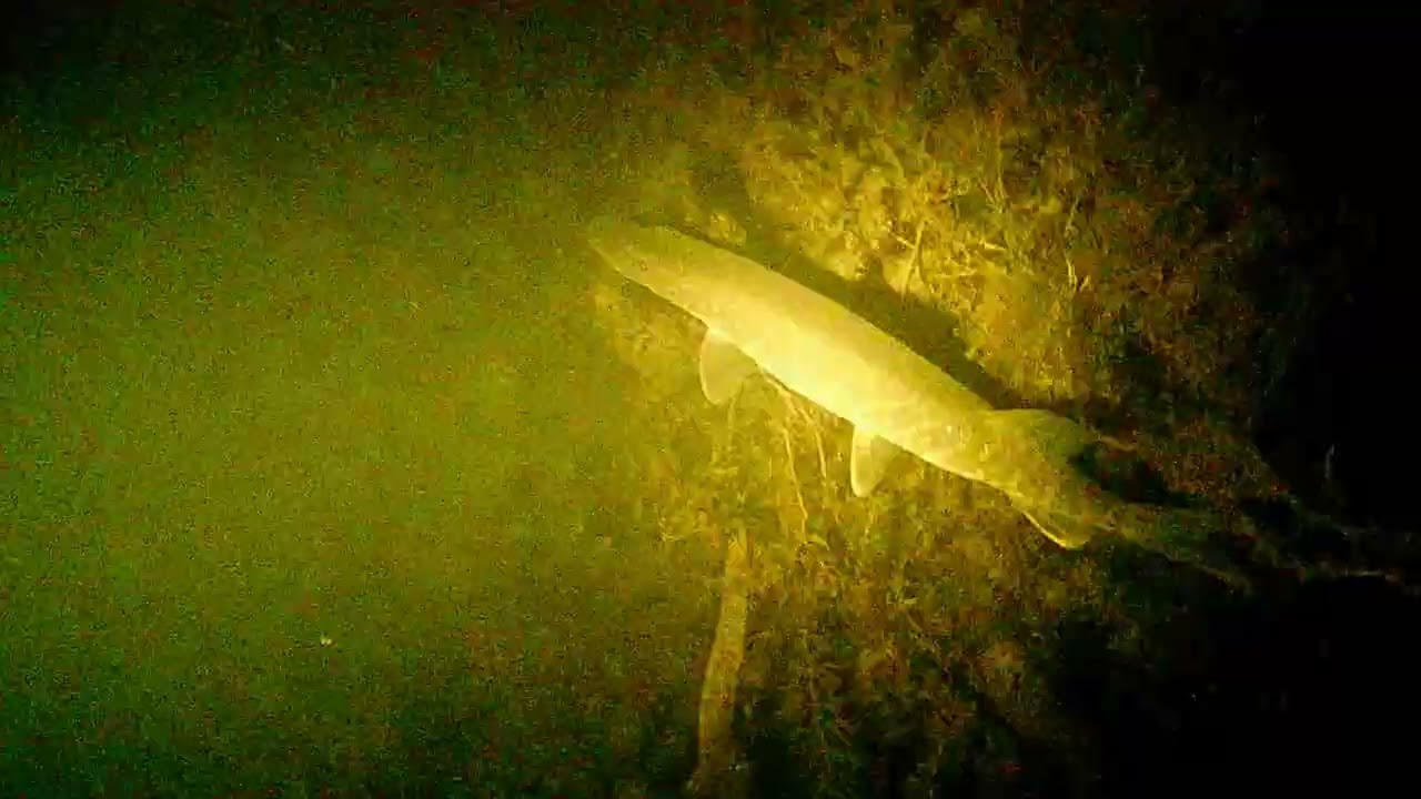 Ночной подводный валентинов день