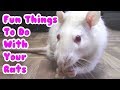 FUN THINGS TO DO WITH YOUR RATS! (BONDING WITH RATS!) FUN THINGS TO DO WITH YOUR RATS! (BONDING WITH RATS!)