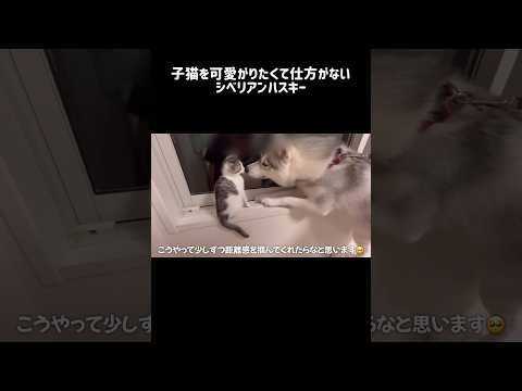 子猫を可愛がりたくて仕方がないシベリアンハスキー#シベリアンハスキー #ハスキー #子猫