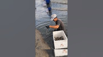 Crayfish _ Cảnh Này Chỉ Có Ở Miền Tây Mò Tôm Càng #shorts #crayfish #tom