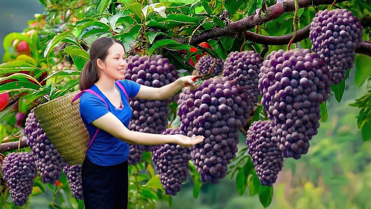 Harvest Rare French Grapes in a Greenhouse Farm & Sold Out Fast | Ingredients For Wine Masterpieces