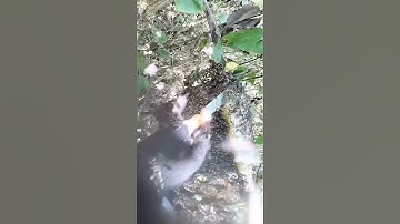 Cận Cảnh cắt lấy mật 🐝 ruồi ở trên ngọn cây #shorts