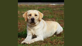 Gentle Tails Wagging in Rhythm