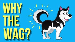 Why Do Dogs Wag Their Tails? ( Dog Body Language Explained )