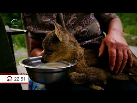 ბემბი ჩარგლიდან