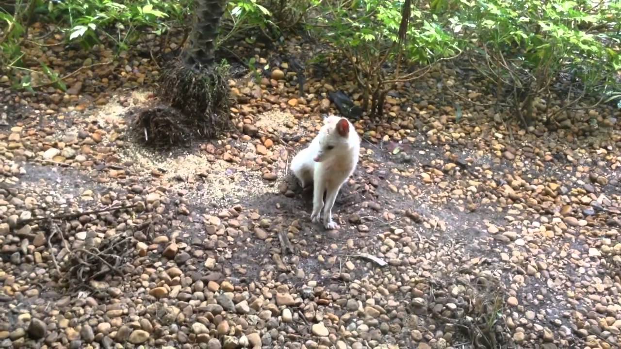 Fox outside front window 2 - YouTube