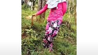 Memori berkasih tik tok di hutan