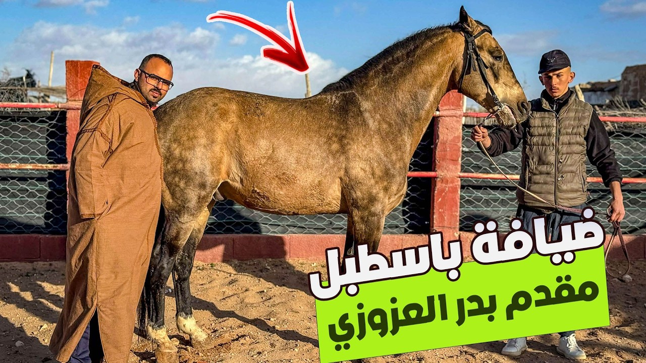 🚨من جهة الشرقية ضيافة باسطبلات المقدم بدر العزوزي بجرسيف صدمني بحصان🐴روميو عمره 20 سنة 🥹
