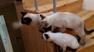 Как три тайских котика играли с дразнилкой на ступеньках лестницы! Тайские кошки это чудо! Funny C Как три тайских котика играли с дразнилкой на ступеньках лестницы! Тайские кошки это чудо! Funny C