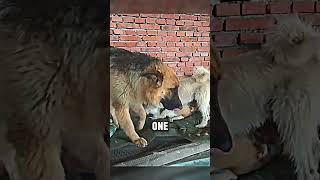 Alpha Dog Saved The New Dog Of The Shelter