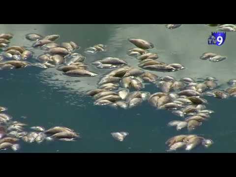 ახალქალაქის შემდეგ თევზი ნინოწმინდის ტბაშიც დაიხოცა