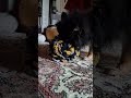 Warum 10 Minuten Schnüffeln deinen Hund so müde macht wie ein Spaziergang
