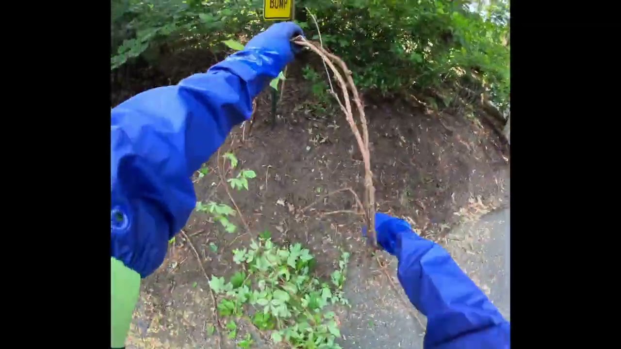 Field footage from a two-day poison ivy removal on Cedar Road that filled 20 contractor bags