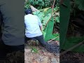 Khai Thác Tổ Ong Đầu Năm #ongrung