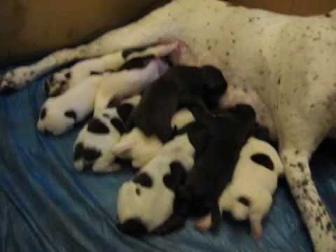 German Shorthaired Pointer Puppies Feeding Frenzy Youtube