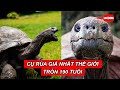 Cụ rùa già nhất thế giới tròn 190 tuổi | Báo Người Lao Động