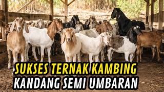 90% ORANG SALAH! CARA TERNAK KAMBING YANG BENAR ITU BEGINI