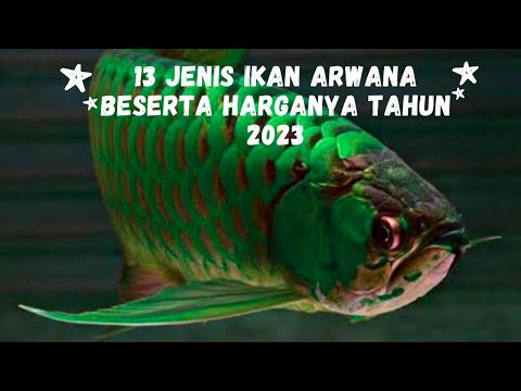 Video: Co je ona, dračí ryba (arowana)?