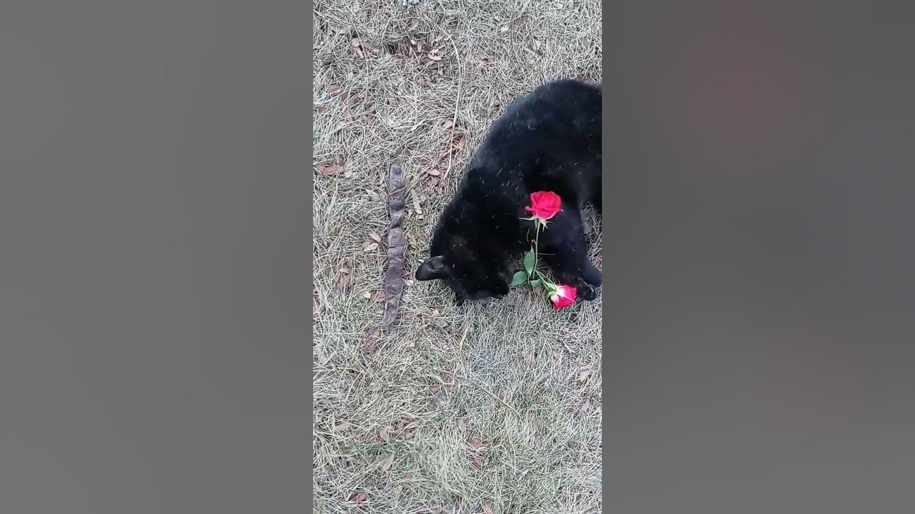Dead Black Cat on Valentines Day YouTube