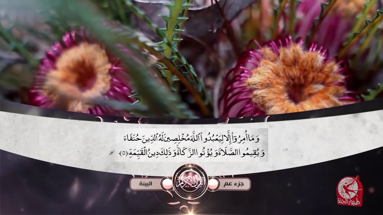 سورة البيّنة - جزء عم - طيور الجنة -