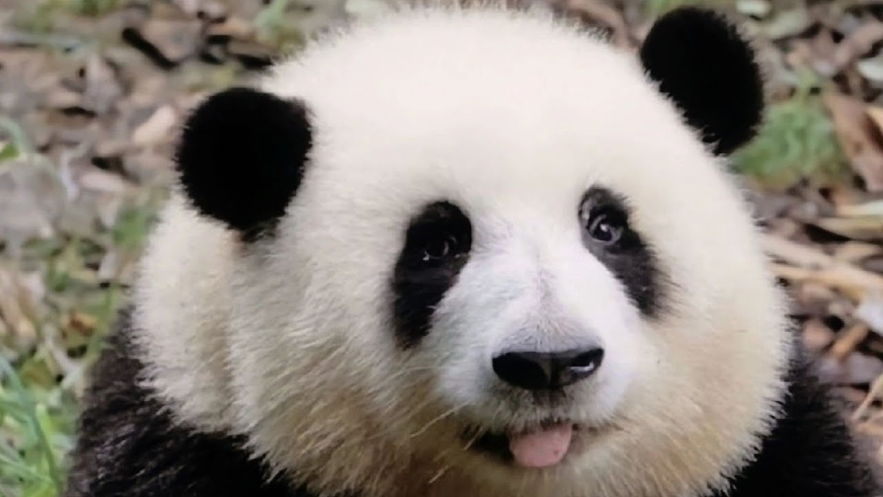 大熊猫花花的六个排面时刻  