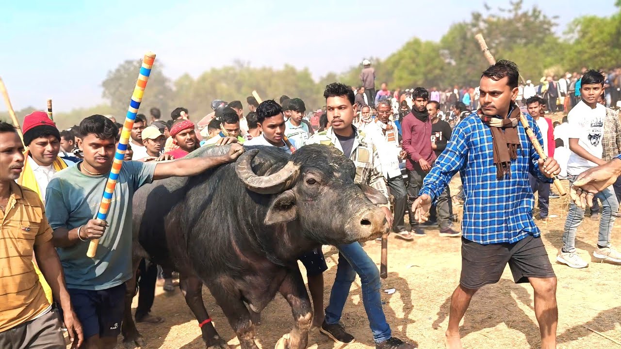 যারা জোড়া পাই নাই তাদের জন্য দুয়ার খুল//হেমন্ত মাহাত জয়ি বিরাট হুংকার দিল 