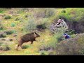 Chasse sanglier au maroc wad rekel   wild boar hunting 2024 partie 16