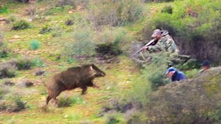 Chasse Sanglier au Maroc Wad rekel |  Wild Boar Hunting 2024 (Partie 16)