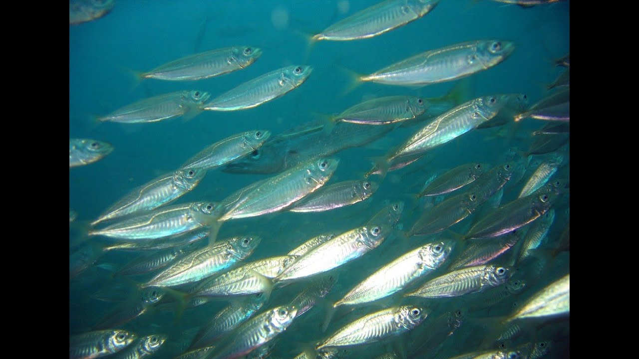 Nier Automata Part 2 Holy Mackerel YouTube