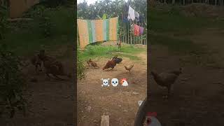 cock fight from ig gamer ff new badsha ☠️💀🐔