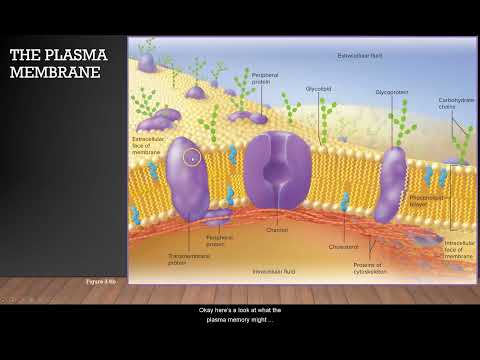 Anatomy and Physiology
