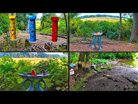 Birdfeeder AND Wildlife Cam in Boston Area!