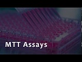 MTT Assay for Cell Viability