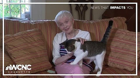 Video 10943131: american shorthair cat, adoptable pet, pet show