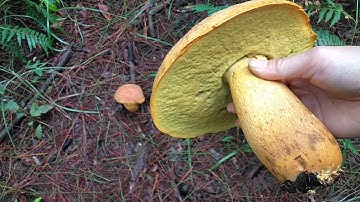 Nhận dạng nấm kaki ở rừng thông Đà Lạt | mushroom in the forest