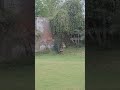 Peacock dance#naturelovers #naturesounds
