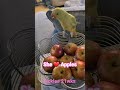 Indian Ringneck Baby Parrot EATING APPLES! "Pickles" 21wks