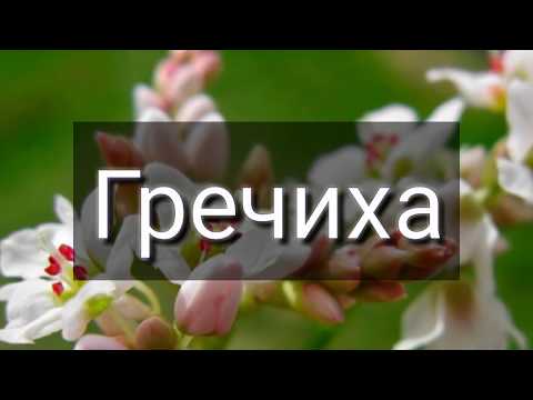 Гречиха - общее описание, виды и места произрастания.