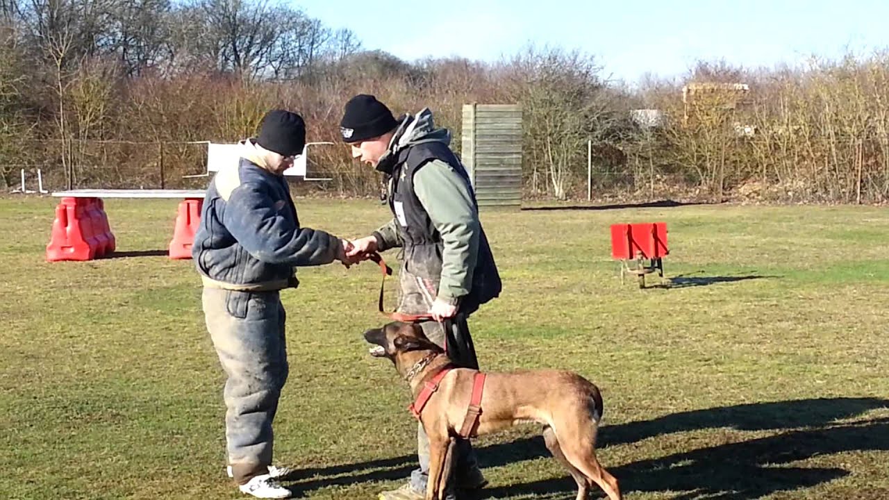 Le Malinois Hannibal en pension-dressage en french ring le 16/01/2013
