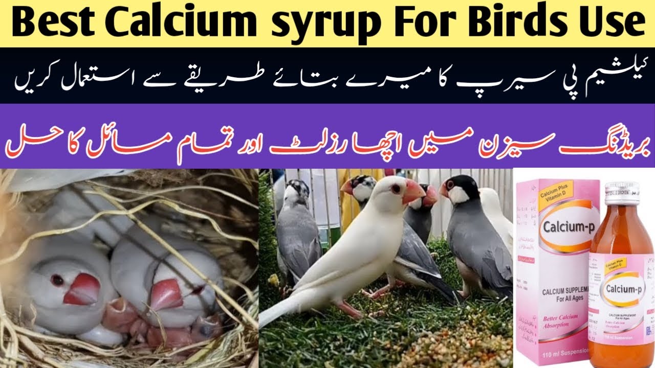 Java Finch Ko Calcium P Dyne se phaly ya Video Zarur Dakhen | Best Calcium Syrup For Birds Breeding