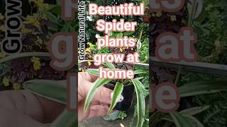 Great idea...... grow spider plants,#natural #spiders #beautiful #flowers #grow #greatidea #life