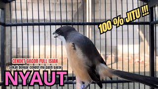 cendet gacor AMPUH full BONGKAR MATERI,, PANCINGAN CENDET AGAR BUNYI bikin BURUNG PENTET GACOR NYAUT
