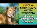 UKIOA MKE MWENYE NYOTA YA SIMBA TARAJIA MAJANGA HAYA FAHAM NYOTA YAKO Mr Jusam Elim 