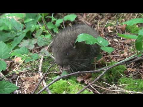 Video: Bakit nanganganib ang mountain beaver?